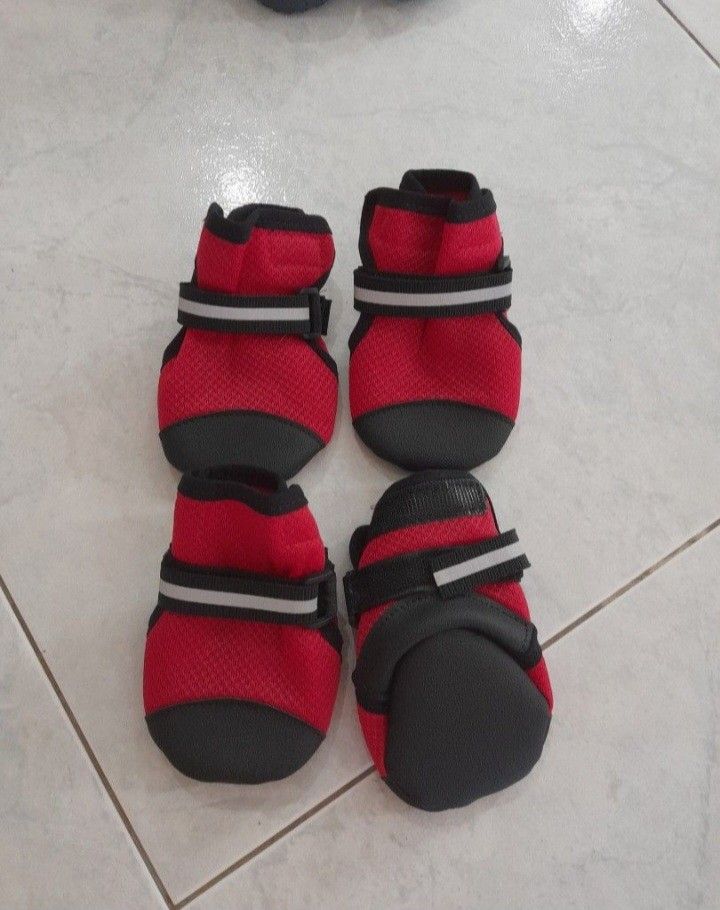 Girl best sale dog shoes