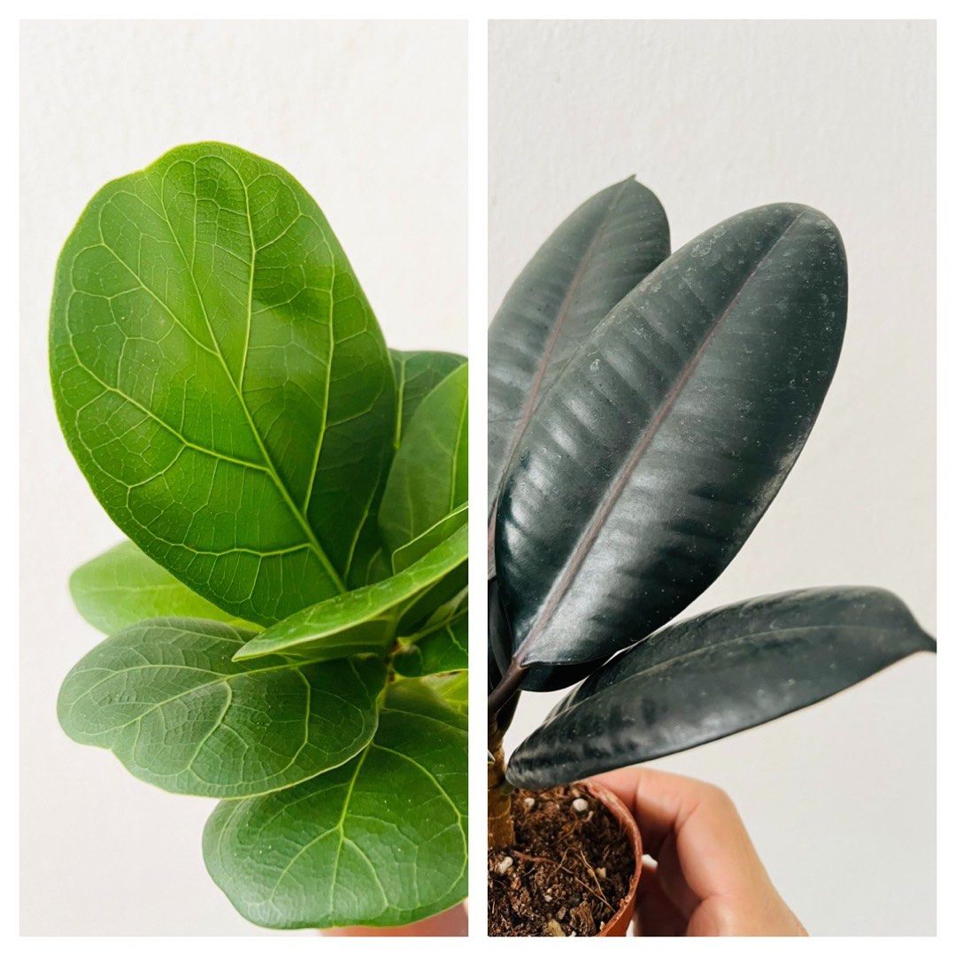 Ficus Lyrata (Fiddle Leaf Fig) and Ficus Burgundy (Rubber plant) air