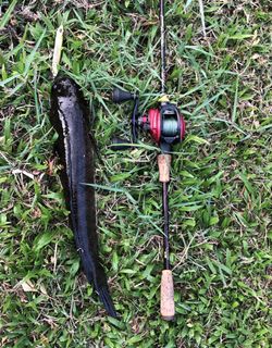 (Category: ) located in . Submitted by colgan (Listing ID 1259599478, Image 1). Description: .