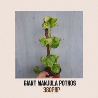 Giant Manjula Pothos