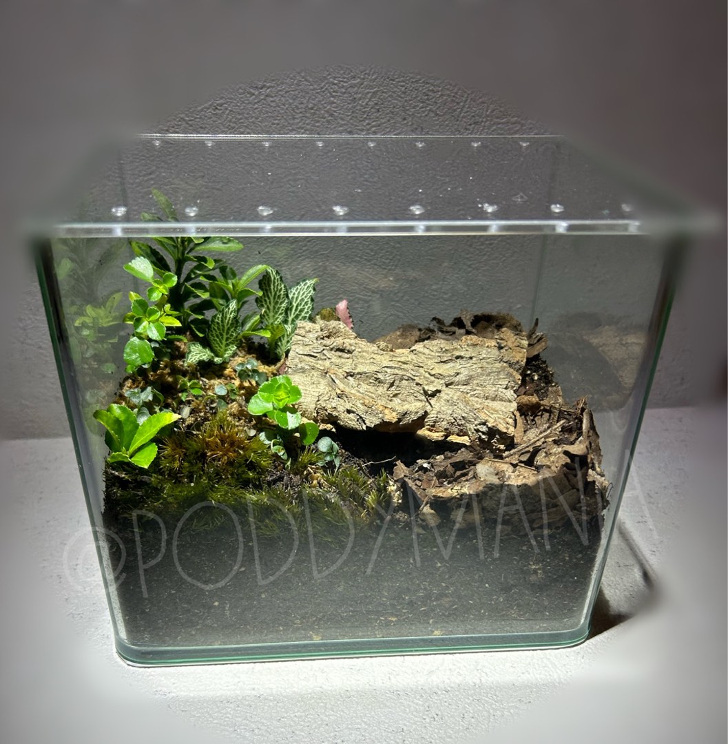 Isopods display enclosure/terrarium/vivarium, Pet Supplies, Homes