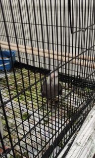 (Category: ) located in . Submitted by cpsteff.cat (Listing ID 1259547051, Image 1). Description: .