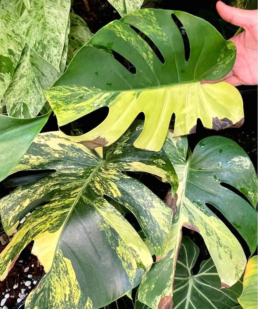 Monstera Deliciosa Yellow Marilyn