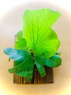 （分類：）位於 。 由 smallfootprint 提交（商品編號 1259505103，圖片 1）。簡介： 。