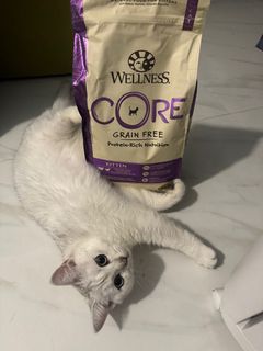 （分類：）位於 。 由 petbarnoutlet 提交（商品編號 1258661331，圖片 1）。簡介： 。