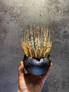 （分類：）位於 。 由 plants.lung 提交（商品編號 1259764451，圖片 1）。簡介： 。