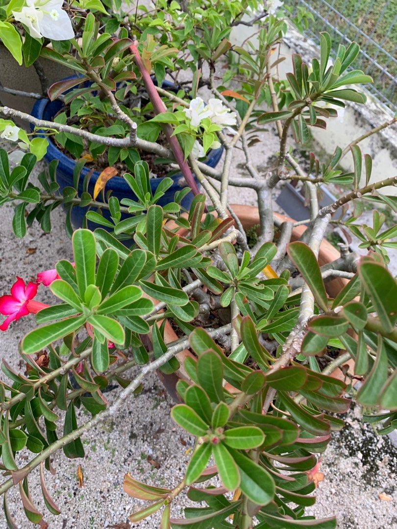 Bright Red Adenium Desert Rose seed pods, Furniture & Home Living