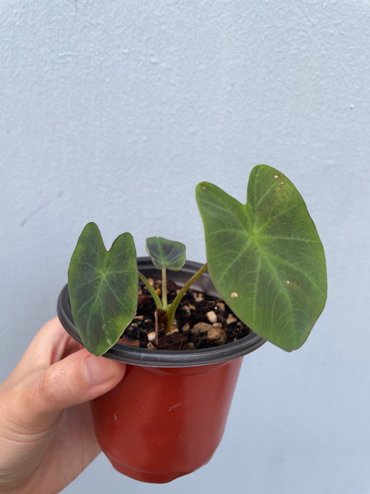 Colocasia Aloha, Furniture & Home Living, Gardening, Plants & Seeds on