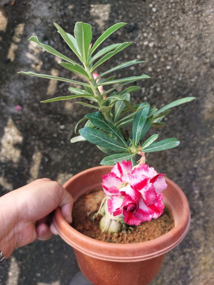 Flowering Grafted Adenium, Furniture & Home Living, Gardening, Plants ...