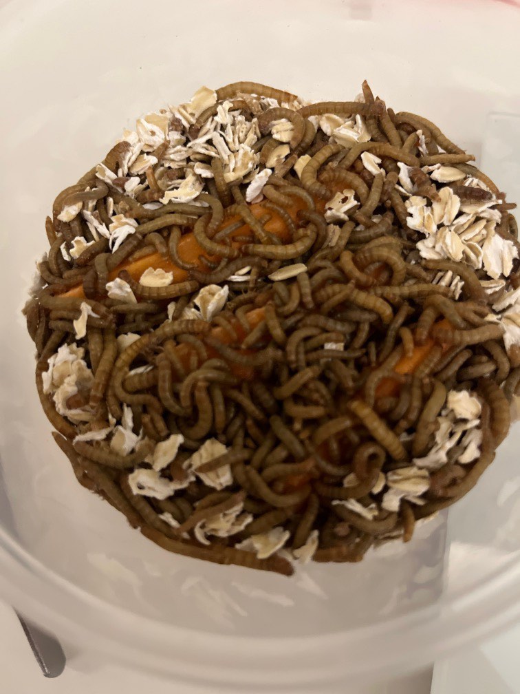 live mealworm, Pet Supplies, Pet Food on Carousell