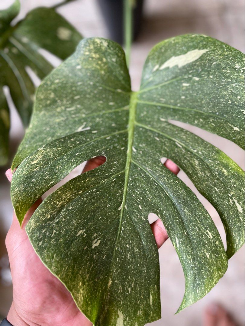 monstera deliciosa borsigiana albo Monstera Borsigiana Albo main image 0