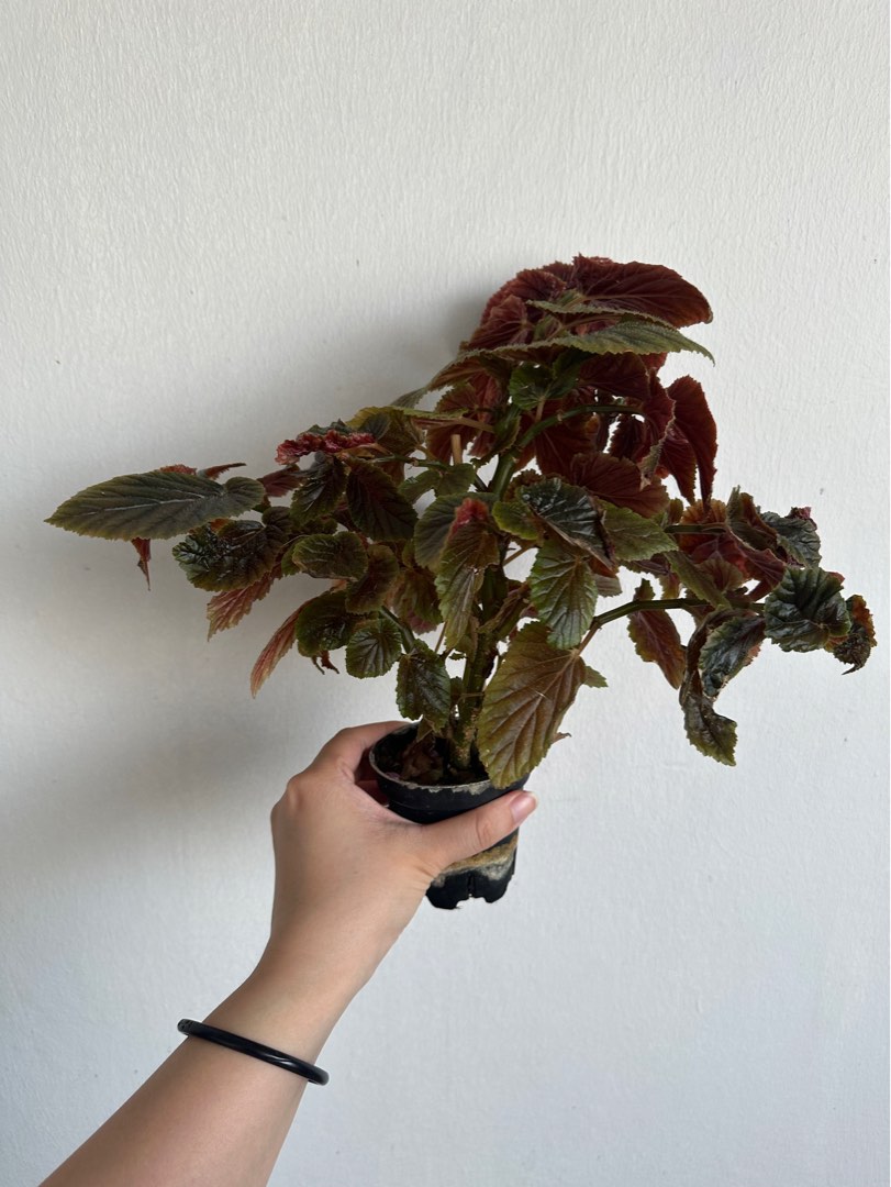 Begonia U402, Furniture & Home Living, Gardening, Plants & Seeds on