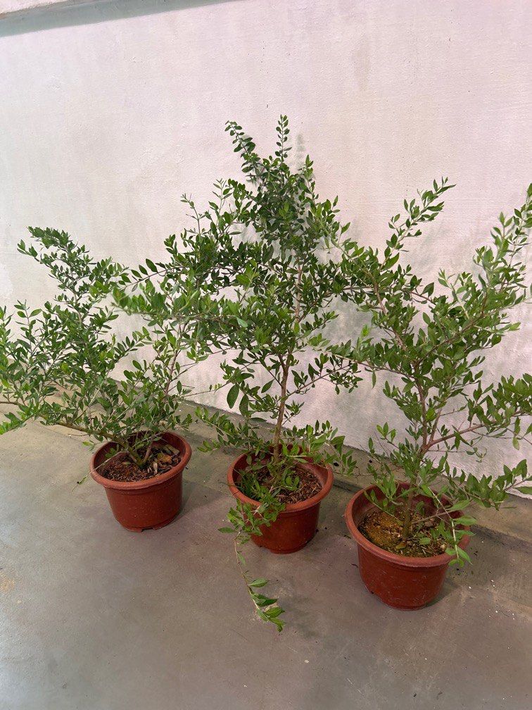 Henna | Mehandi plant | Lawsonia inermis — Heartyculture Nursery