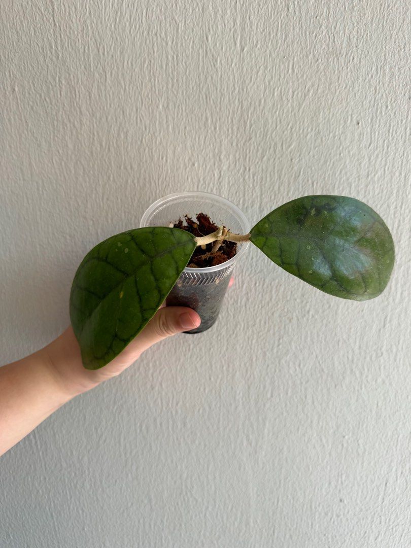 Hoya Callistophylla sp Kalimantan, Furniture & Home Living, Gardening ...