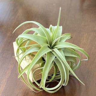 （分類：）位於 。 由 mori.iki 提交（商品編號 1259973642，圖片 1）。簡介： 。