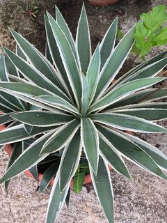 Agave (2 types) Big