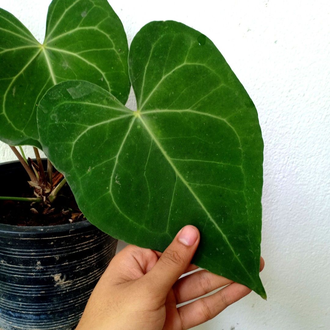 anthurium king of spades hu Anthurium King of Spades X Red Crystallinum Mr Hu Seedling main image 0