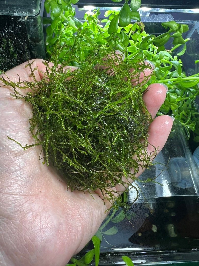 Java Moss (Category: Plants & Seeds) located in Singapore. Submitted by rootedrhapsody (Listing ID 1260020416, Image 1). Description: Transform your aquarium into a lush underwater oasis with Java Moss - the low-maintenance, stunningly beautiful greenery that fish love to swim through and hide among! What you’ll get: A handful of healthy java moss. If you don’t like snails beware that some might get entangled in it. But I usually keep them as par