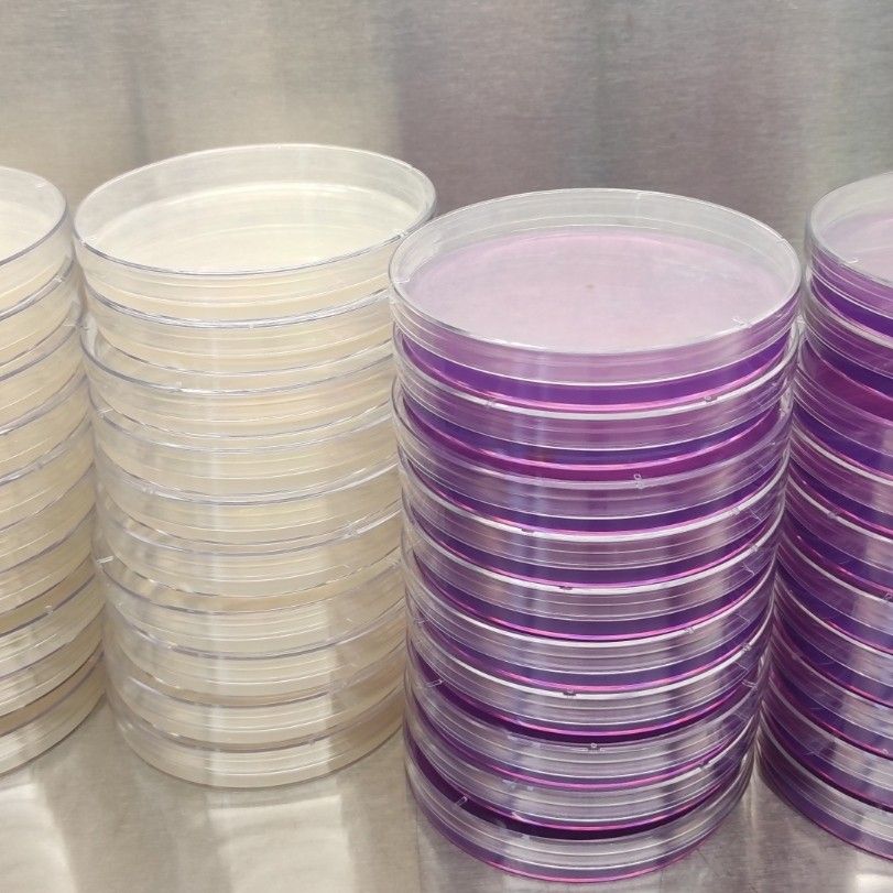 Plant tissue culture agar (MS with TDZ), Furniture & Home Living, Gardening, Plants & Seeds on