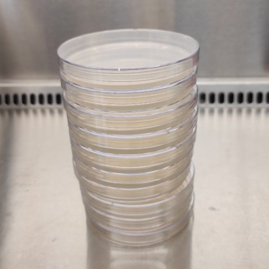 Plant tissue culture agar (MS with TDZ), Furniture & Home Living, Gardening, Plants & Seeds on