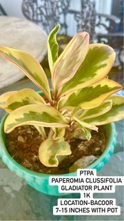 Paperomia Clussifolia plant for sale