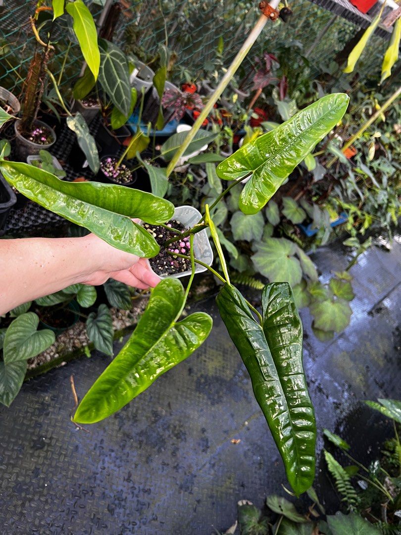 Philodendron Felix, Furniture & Home Living, Gardening, Plants & Seeds on  Carousell