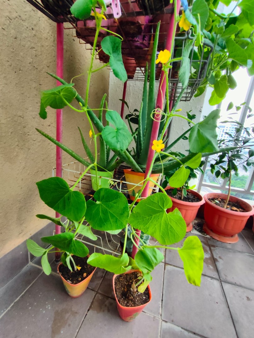 Rock melon plant creeper bloomed with yellow flowers Tanaman tembikai