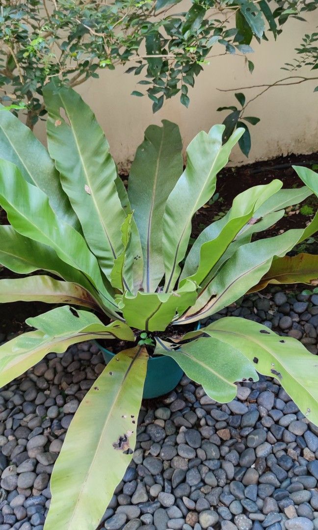 Dapo or Bird's nest fern (Category: Plants & Seeds) located in Caloocan City. Submitted by simplyprecy (Listing ID 1260193704, Image 2). Description: *Item:* Dapo or Bird's Nest Fern *Condition:* Good *Defects:* n/a *Price:* P500 to 1000 (depending on size. Excluding pot) viewing near Capitol Hills Golf Club.