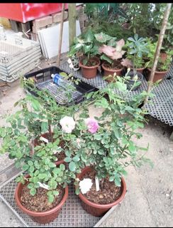 (Category: ) located in . Submitted by insri (Listing ID 1260117563, Image 1). Description: .