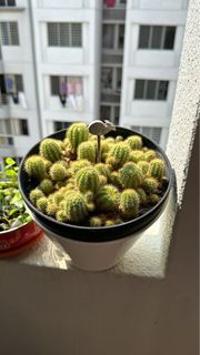 (Category: ) located in . Submitted by sgplant (Listing ID 1260196753, Image 1). Description: .