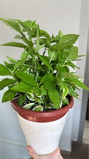 (Category: ) located in . Submitted by sgplant (Listing ID 1260197643, Image 1). Description: .