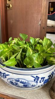 (Category: ) located in . Submitted by sgplant (Listing ID 1260198728, Image 1). Description: .