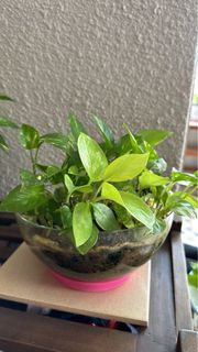 (Category: ) located in . Submitted by sgplant (Listing ID 1260199018, Image 1). Description: .