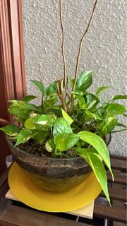 (Category: ) located in . Submitted by sgplant (Listing ID 1260199228, Image 1). Description: .