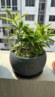 (Category: ) located in . Submitted by sgplant (Listing ID 1260200043, Image 1). Description: .