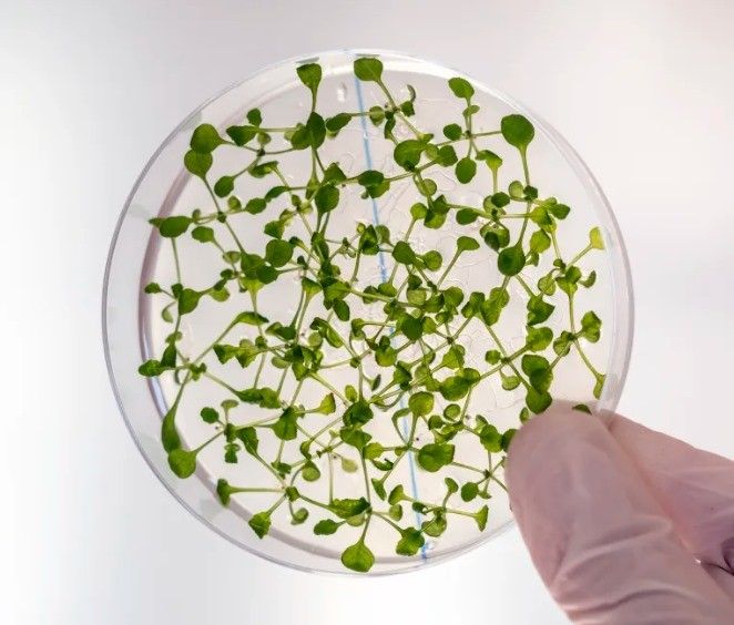 Plant tissue culture agar (MS with TDZ), Furniture & Home Living