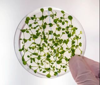 Plant tissue culture agar (MS  with TDZ), 20 pcs