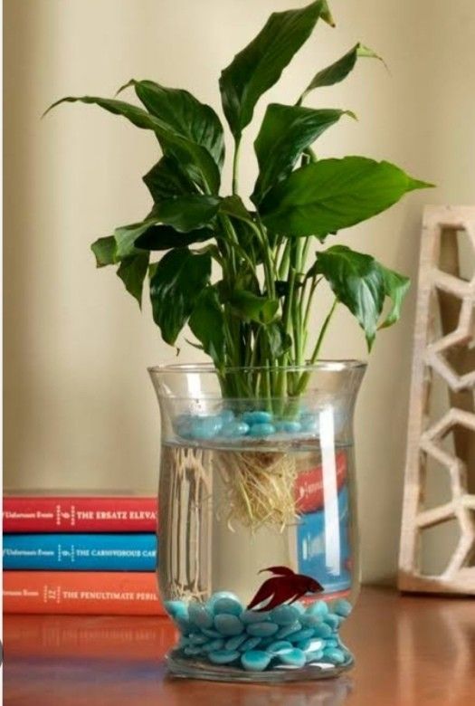 Uprooted Peace Lily Furniture Home Living Gardening Plants