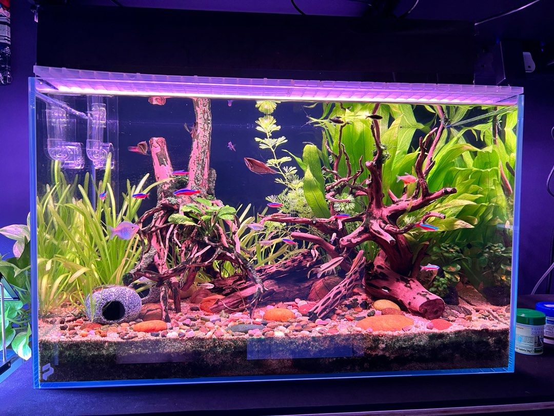 60p fully setup tank, Pet Supplies, Homes & Other Pet Accessories on ...