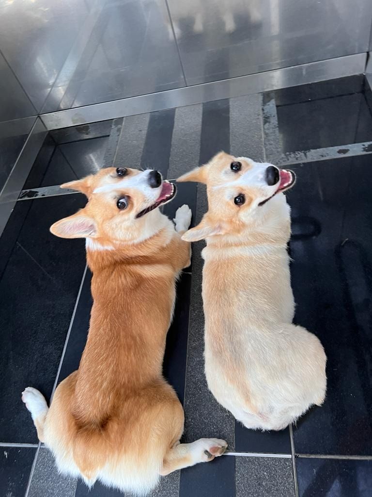 Aud's Dog Boarding Balestier / Novena!, Babies & Kids, Baby Nursery