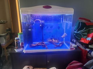 (Category: ) located in . Submitted by aonghus.bruce.1 (Listing ID 1260323466, Image 1). Description: .