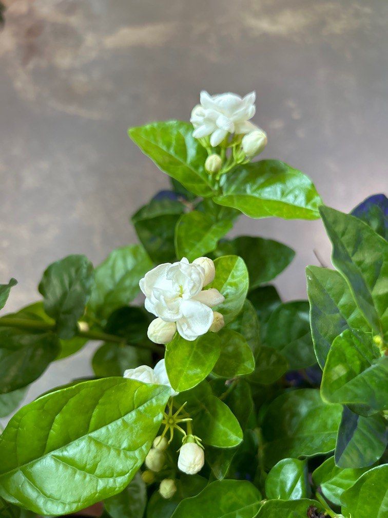 Jasmine Flowering Plant , Furniture & Home Living, Gardening, Plants