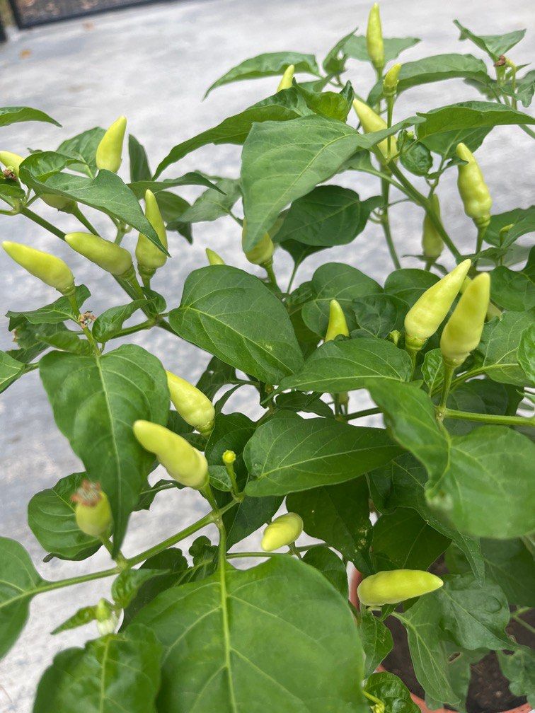 Organic dwarf small chilli, Furniture & Home Living, Gardening, Plants ...