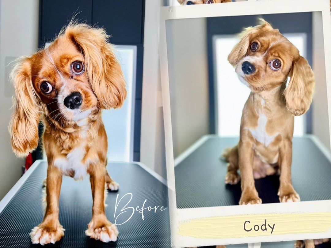 (SBW/Canberra) Dog Grooming (Pet), Home Services, Others on Carousell