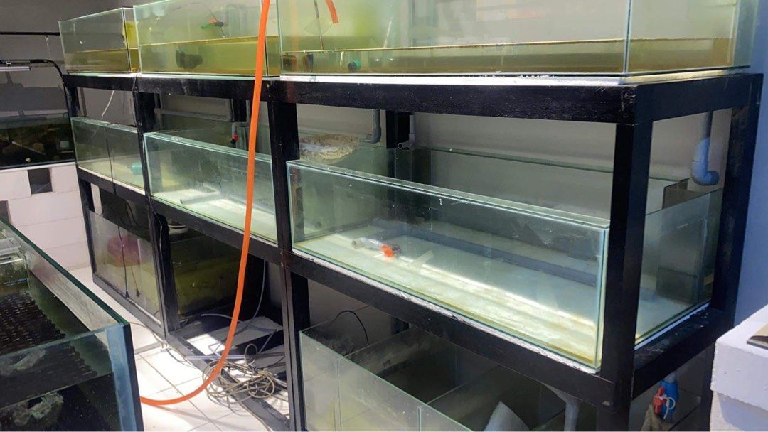 Olx aquarium outlet