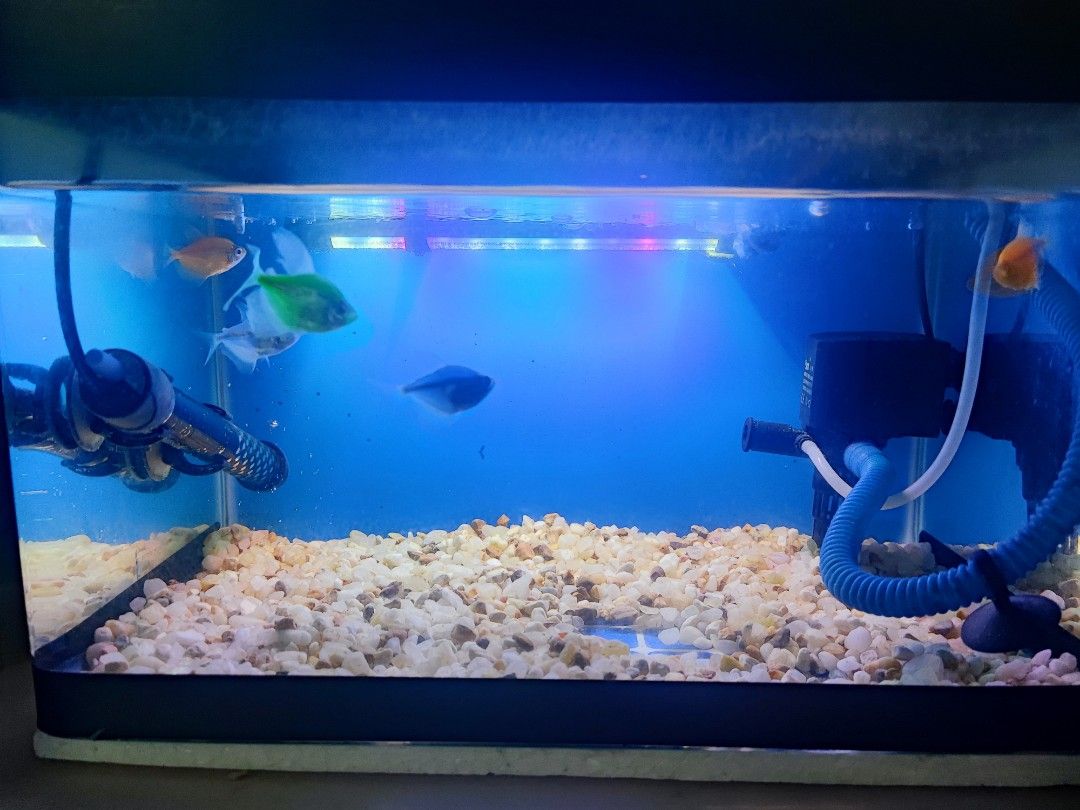 Aquarium / Akuarium / Fish Tank Top Cover, Pet Supplies, Homes & Other Pet  Accessories on Carousell