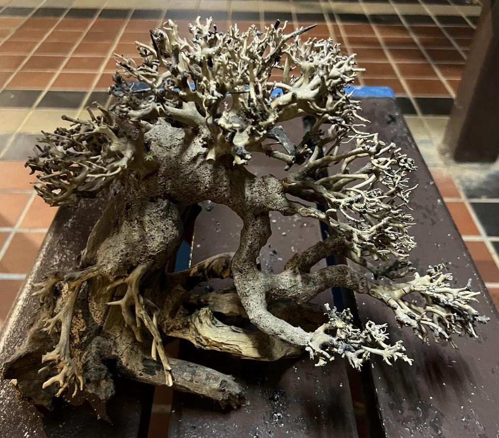 Bonsai tree drift wood for Aquariums, Pet Supplies, Homes & Other Pet