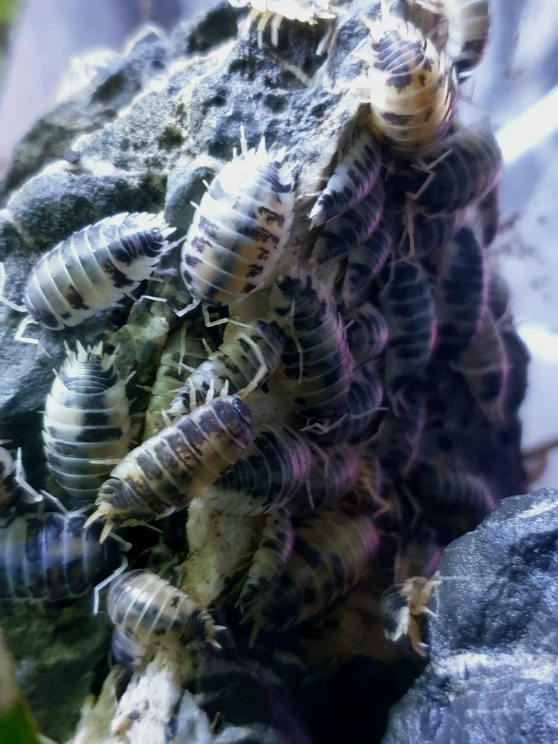 Dairy Cow Isopods (Porcellio Laevis), Pet Supplies, Pet Food on Carousell