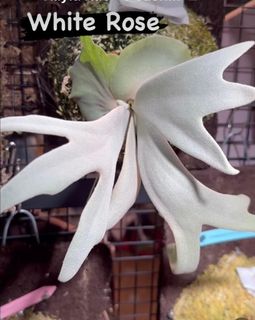 （分類：）位於 。 由 2d_garden 提交（商品編號 1260665244，圖片 1）。簡介： 。