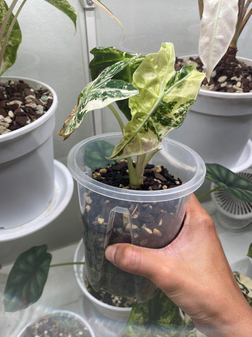 Alocasia Amazonica Variegated, Furniture & Home Living, Gardening